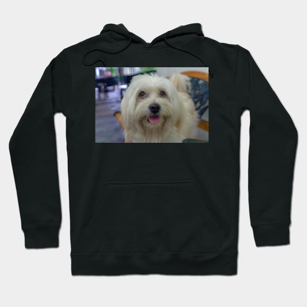 PET DOG Hoodie by likbatonboot